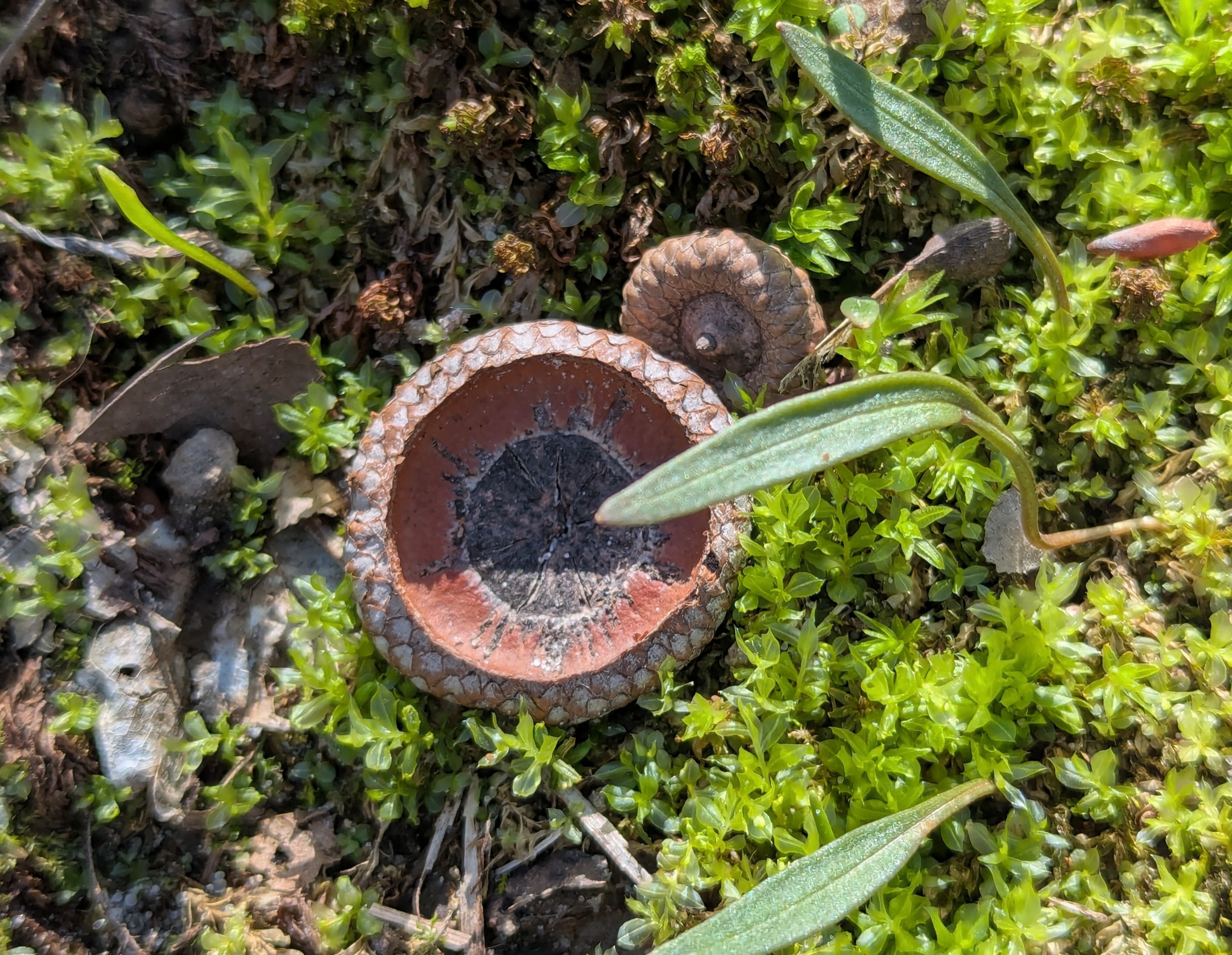 acorn caps on ground